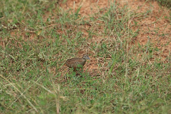 Barred Buttonquail