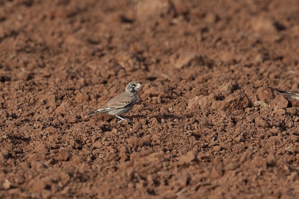 Thick-billed Lark