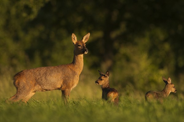 Western Roe Deer