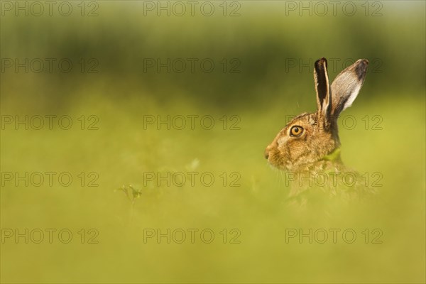 European Hare