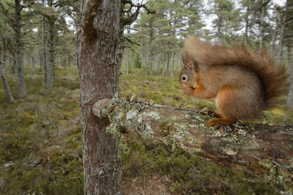 Eurasian Red Squirrel