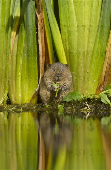 Young Water Vole