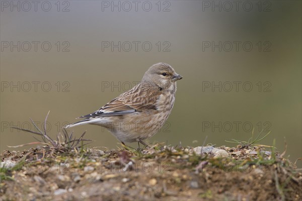 Linnet