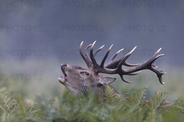 Red Deer