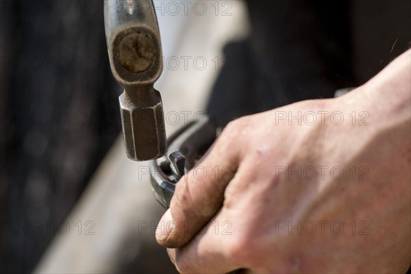 Farrier cold shoeing a horse. North Yorkshire