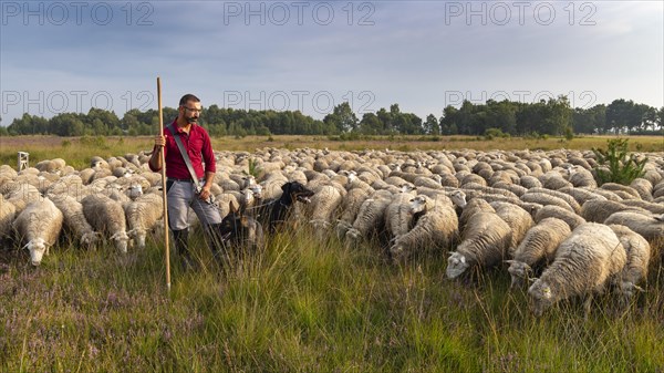 Shepherd with flock of sheep in the Neustaedter Moor