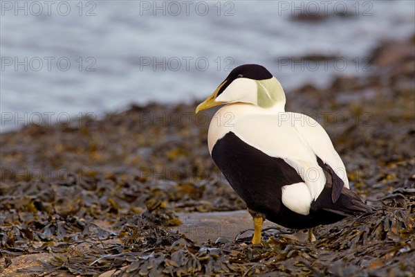 Adult male Common Eider