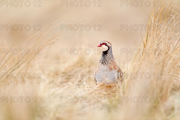 Adult Red legged