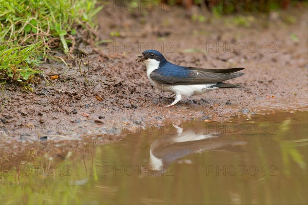 Adult House Martin