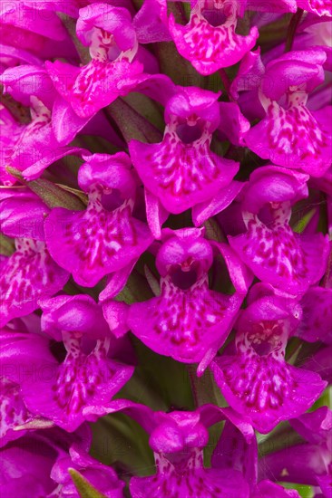 Close up of Northern Marsh Orchid