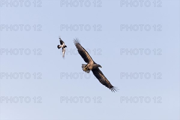 White-tailed eagle