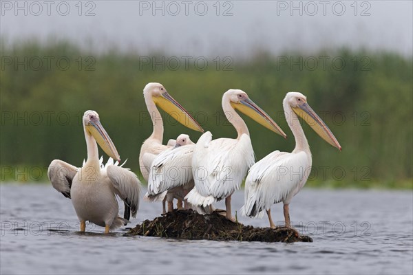 Great White Pelican