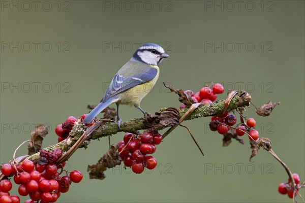 Blue Tit