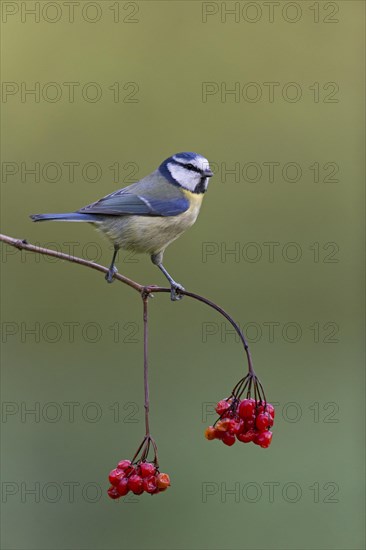 Blue Tit