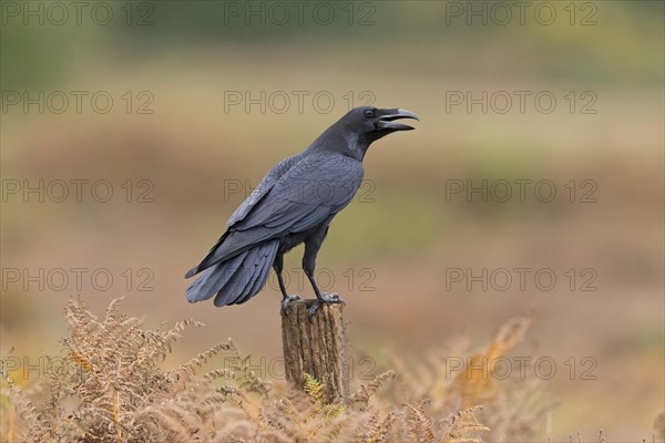 Common Raven