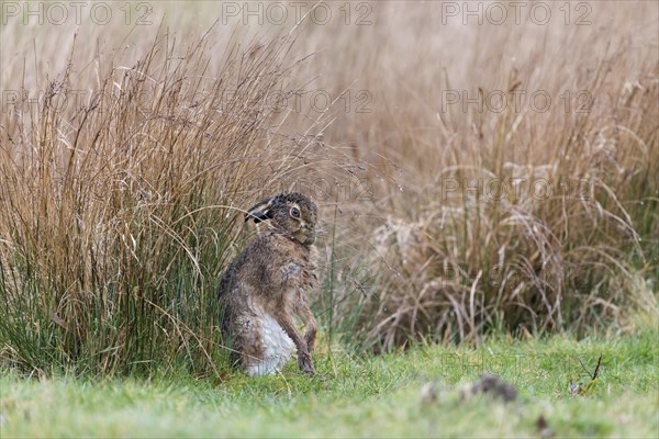 European Hare