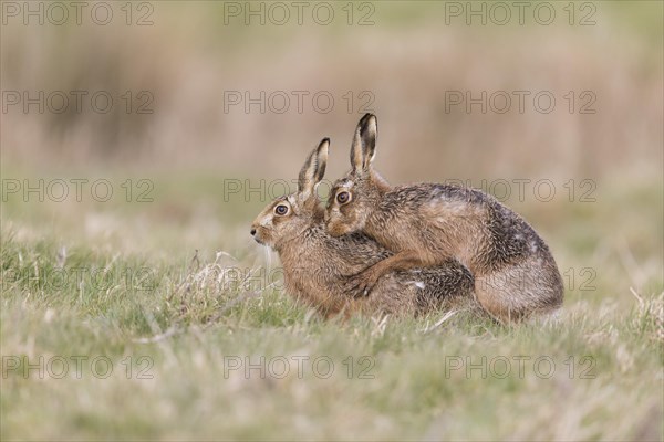 European Hare