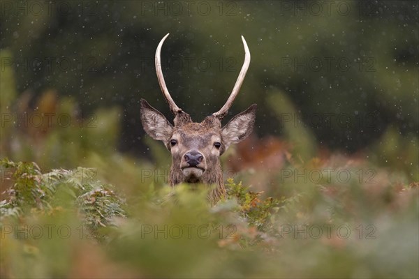 Red Deer