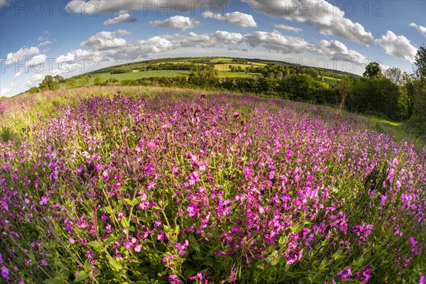 Red Campion