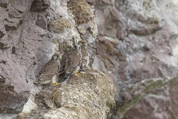 Common Kestrel