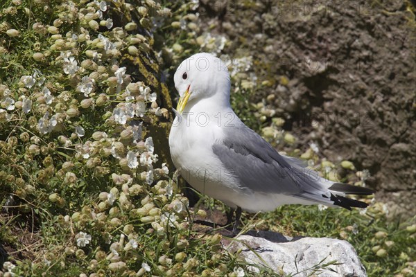 Black-legged Kittiwake