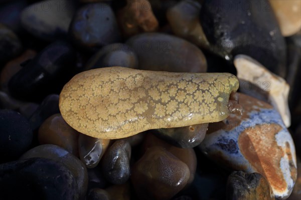 Golden Star Sea-squirt