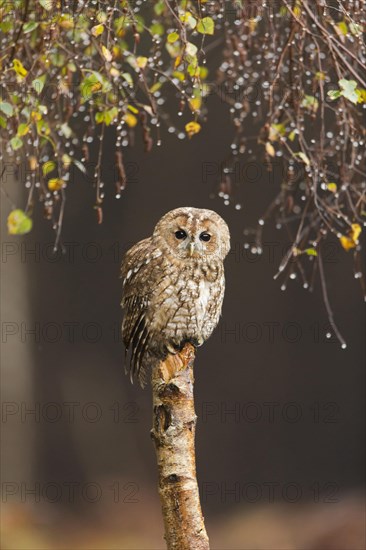 Tawny Owl