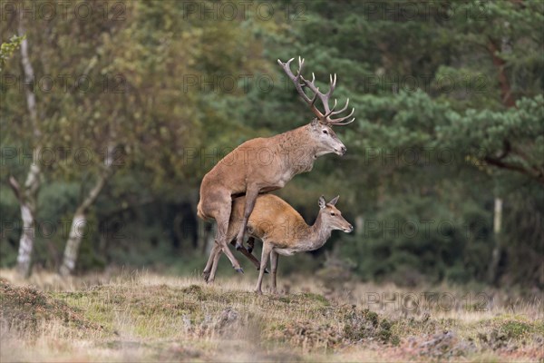 Red Deer