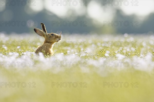 European Hare