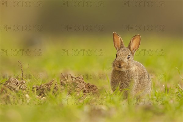 European Rabbit