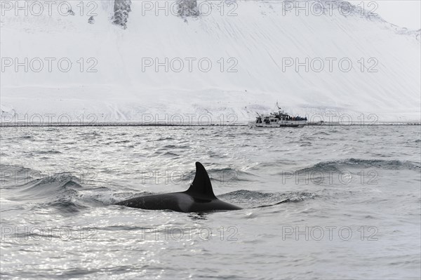 North Atlantic Killer Whale