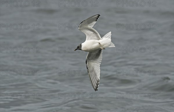 Sabine's Gull