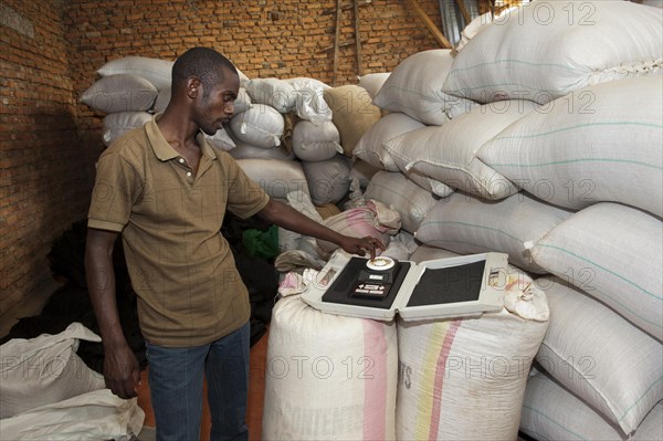 Coffee merchant with a moisture testeing device to check on quality of his coffee. Rwanda