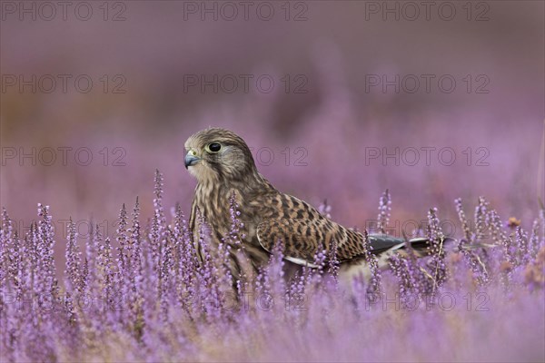 Common Kestrel