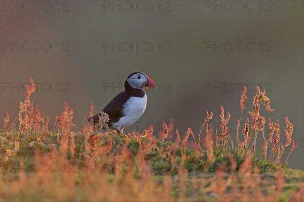 Atlantic Puffin