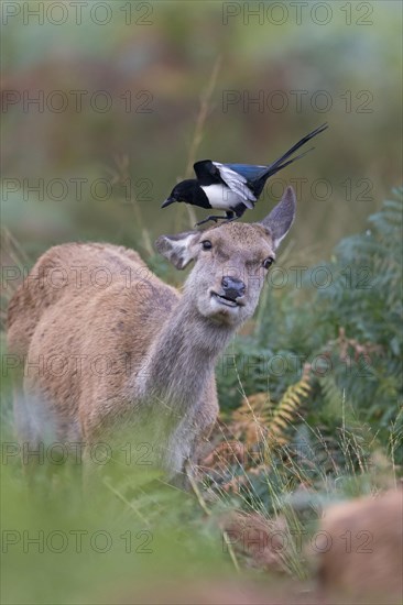 Red Deer