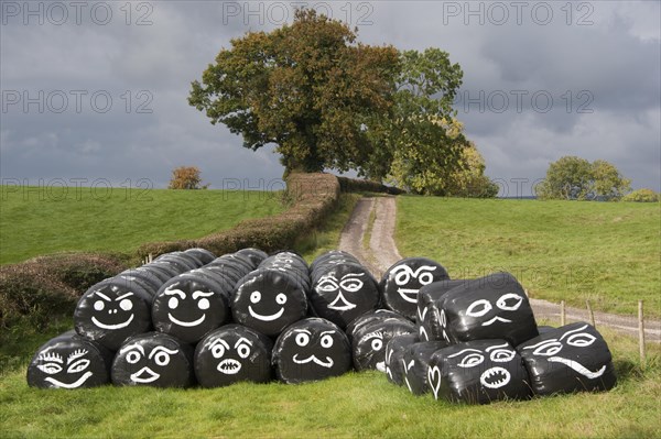 Round bales of silage wrapped in plastic film