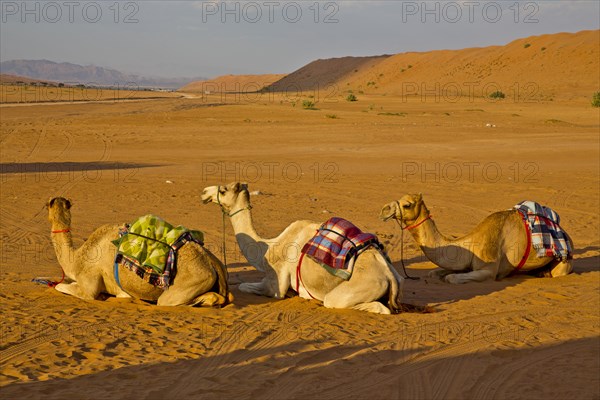 Camels