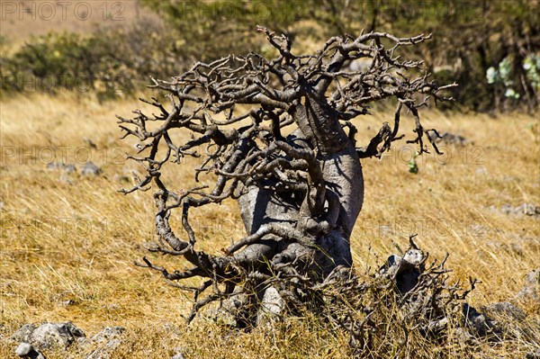 Desert rose in the plateau of Jebel Samhan