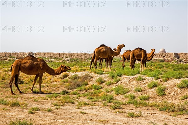 Dromedaries in front of ancient city wall