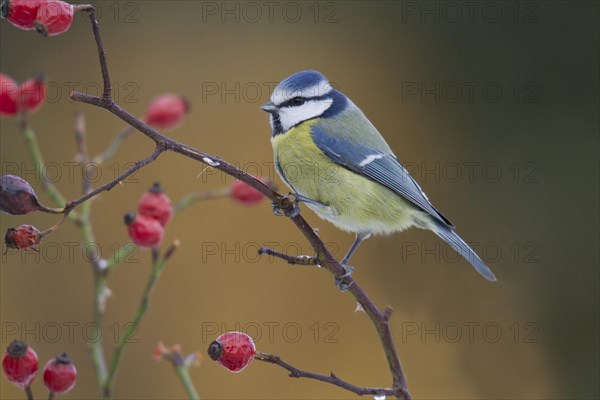 Adult Blue tit