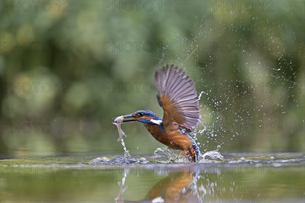 Common Kingfisher