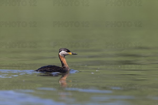 Red-Necked Grebe