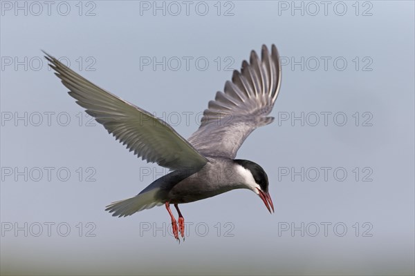 Whiskered Tern