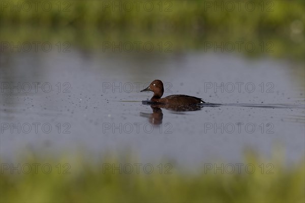 Ferruginous Duck