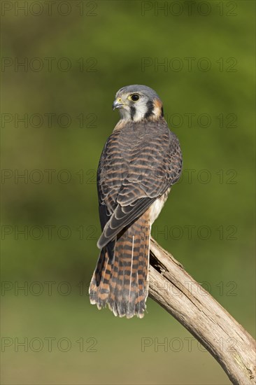 American Kestrel