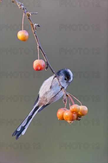 Long-Tailed Tit