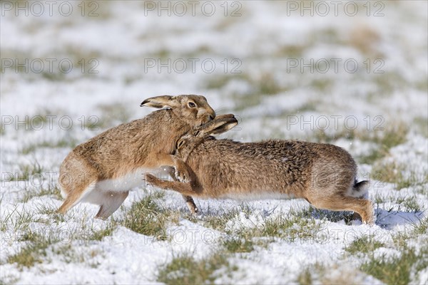 European Hare