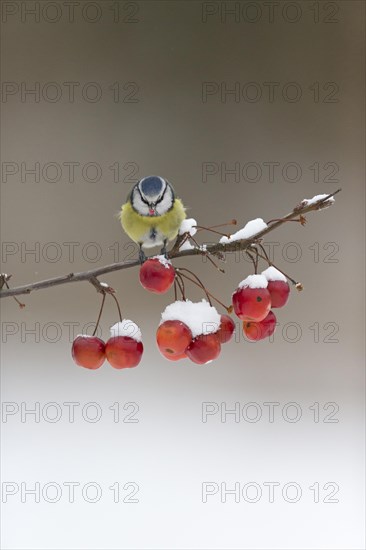 Blue Tit