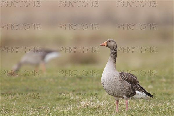 Greylag Goose